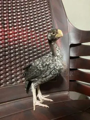 Parrot Beak Rooster
