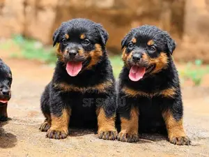 Imported Rottweiler Puppy