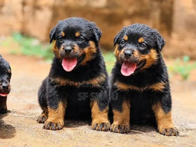 Imported Rottweiler Puppy