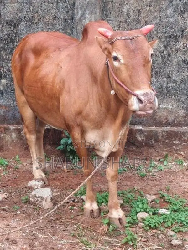 சவாரி மாடுகள்