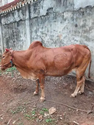 சவாரி மாடுகள்
