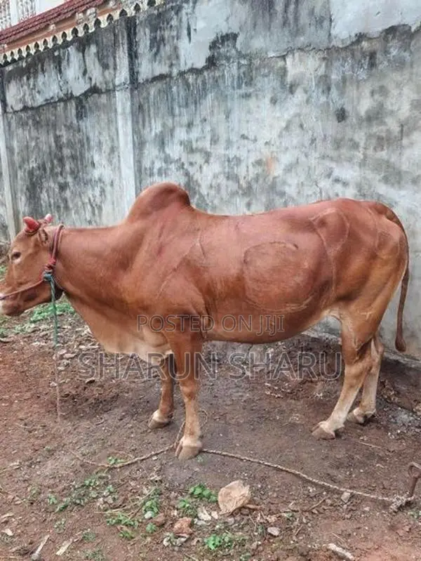 சவாரி மாடுகள்