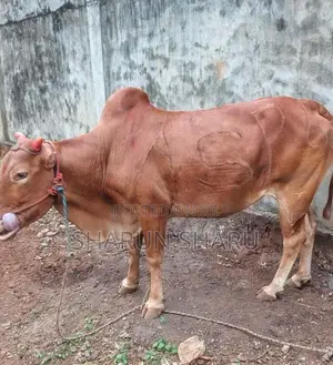 சவாரி மாடுகள்