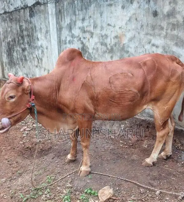 சவாரி மாடுகள்