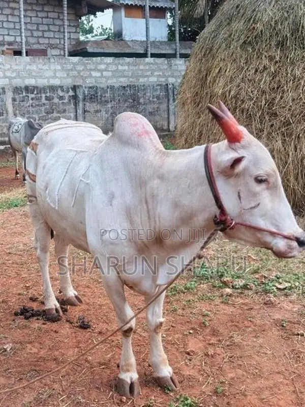 சவாரி மாடுகள்