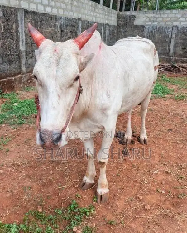 சவாரி மாடுகள்