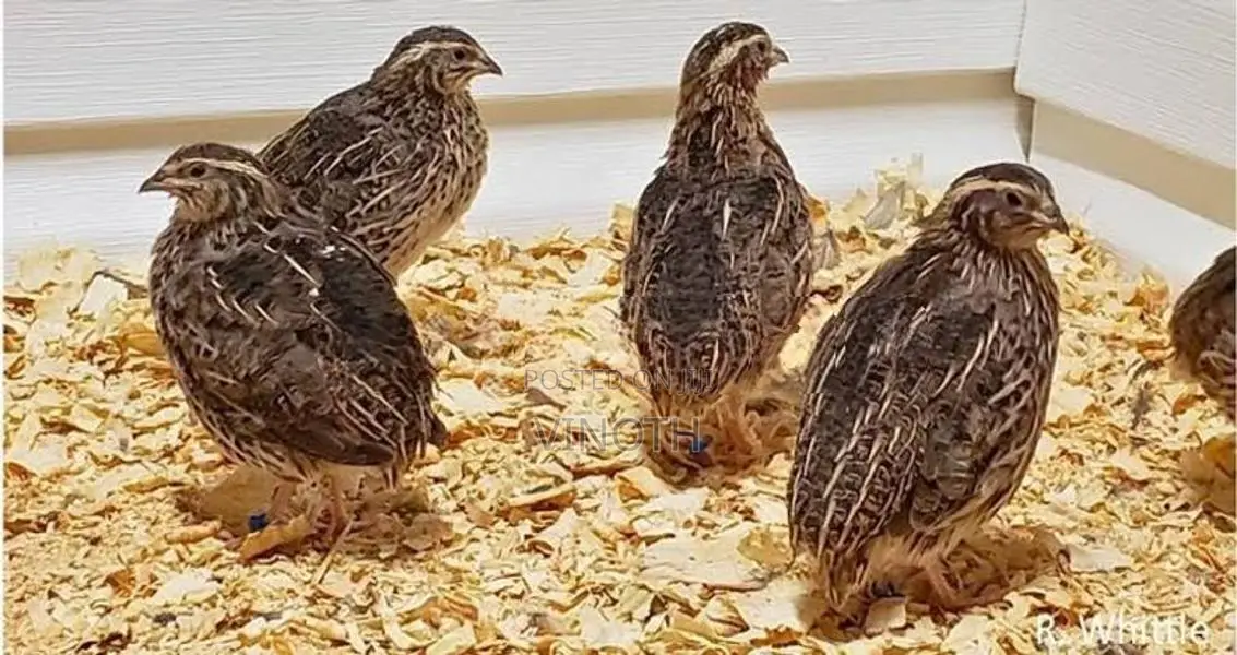 Quail - Poultry