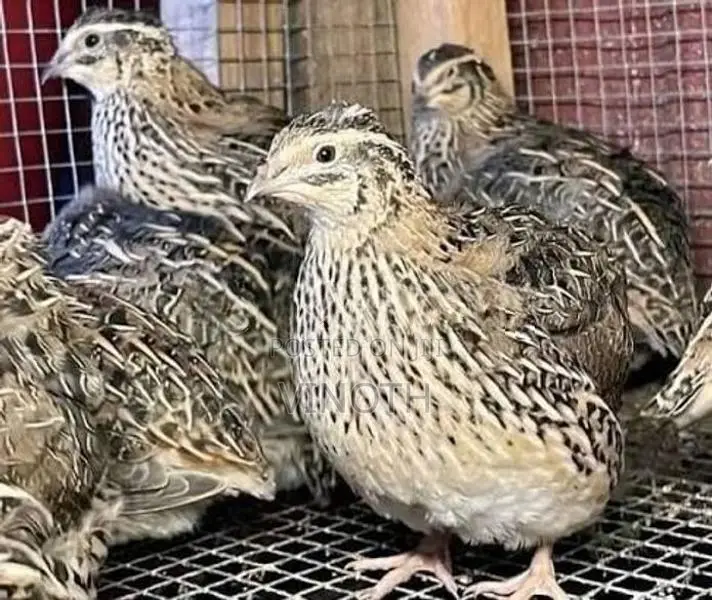 Quail - Poultry
