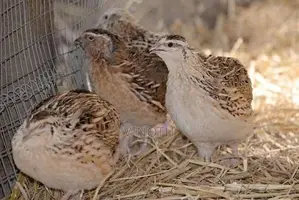 Quail - Poultry