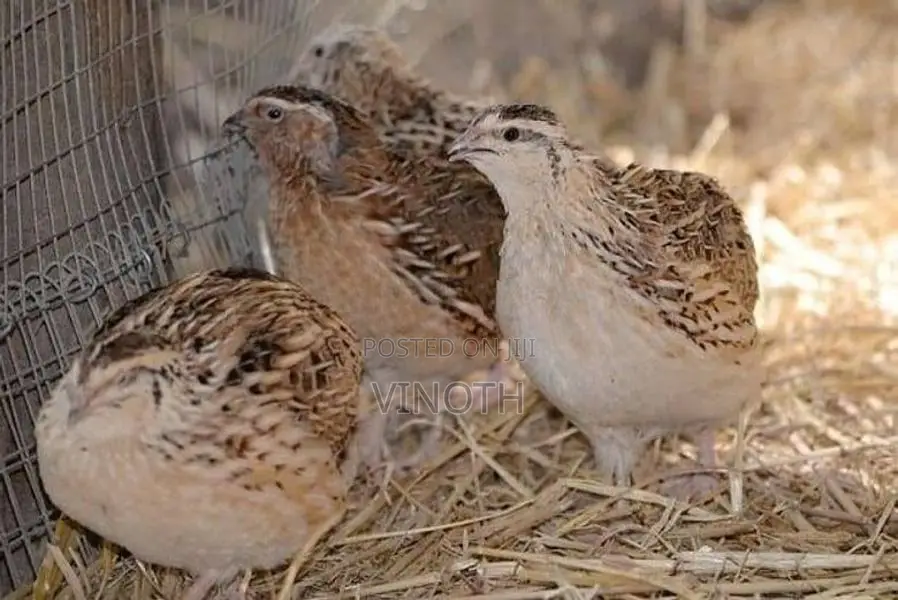 Quail - Poultry