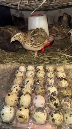 Quail - Poultry