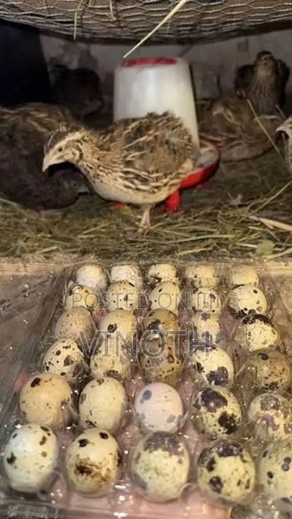 Quail - Poultry