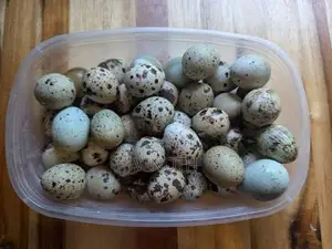 Quail - Poultry