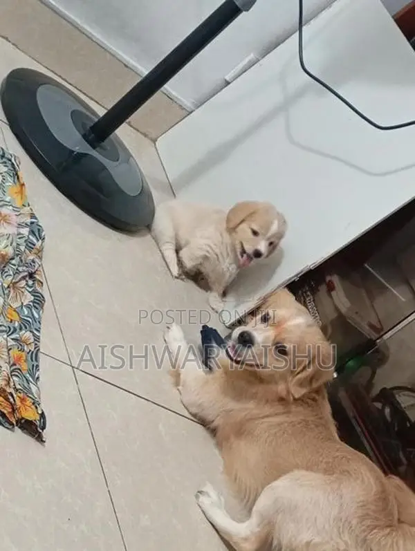 Cocker Spaniel Puppies