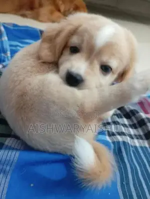 Cocker Spaniel Puppies