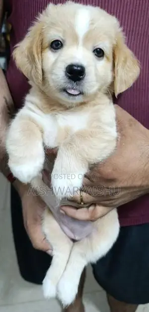 Cocker Spaniel Puppies
