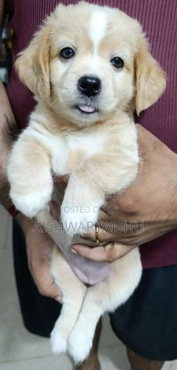 Cocker Spaniel Puppies