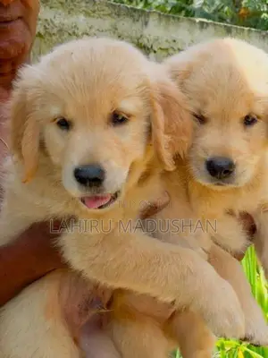 Golden Retriever Puppy