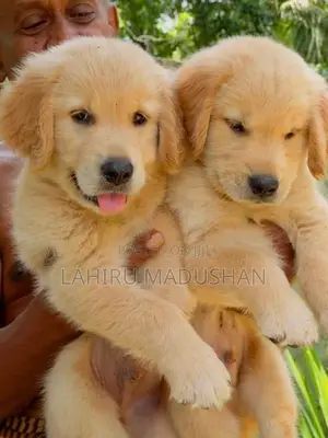 Golden Retriever Puppy