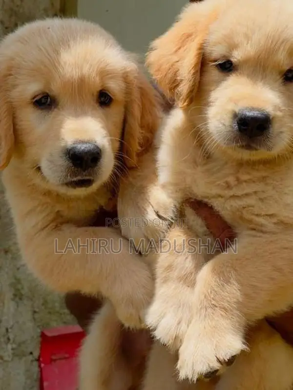 Golden Retriever Puppy