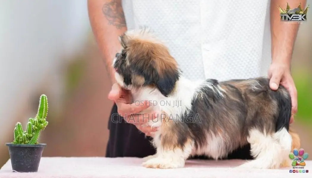 Shih Tzu