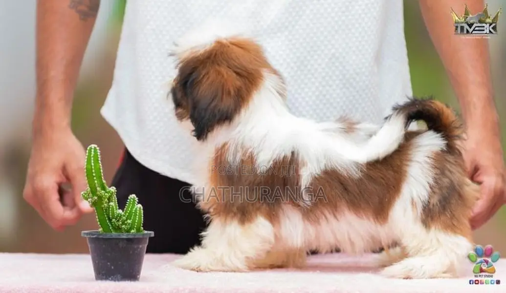 Shih Tzu