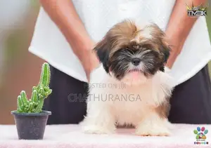 Shih Tzu