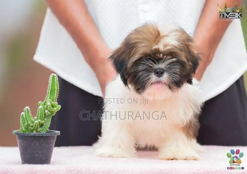 Shih Tzu