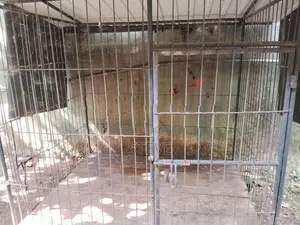 Dog Big Breed Cage