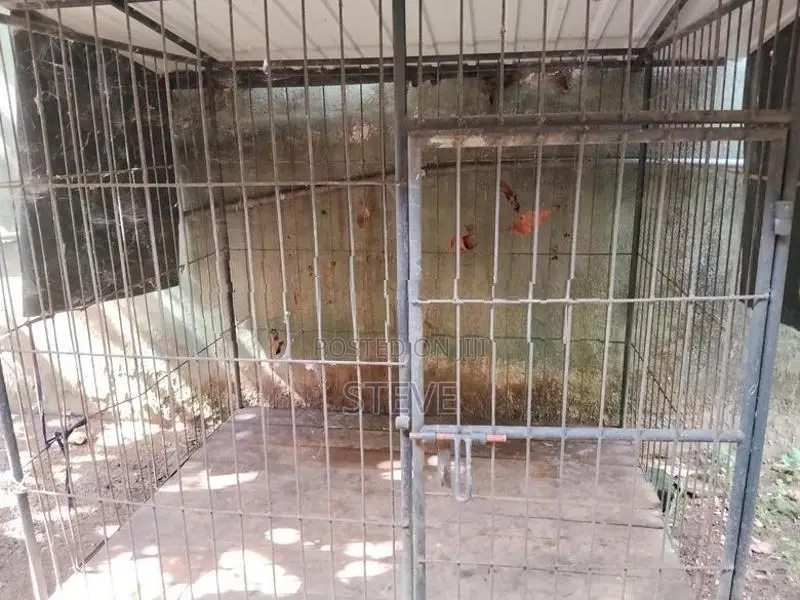 Dog Big Breed Cage