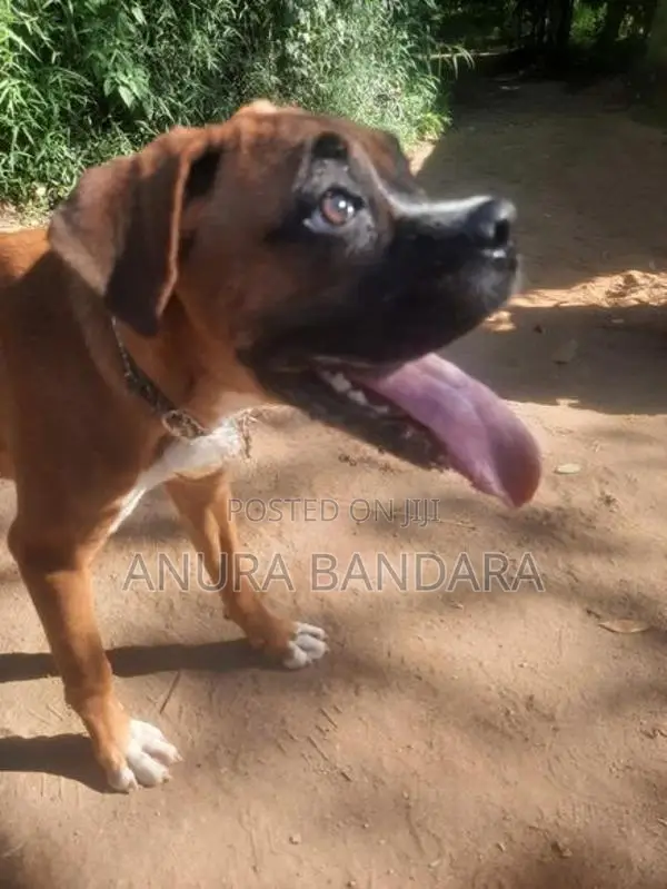 ඇමරිකන් බොක්ස්