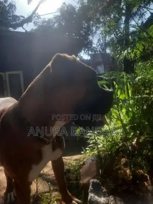 ඇමරිකන් බොක්ස්