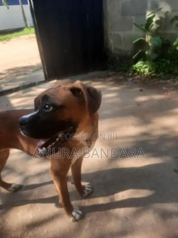 ඇමරිකන් බොක්ස්
