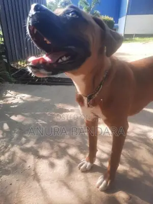 ඇමරිකන් බොක්ස්