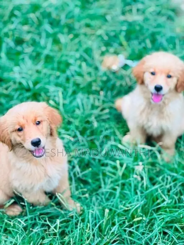 Golden Retriever