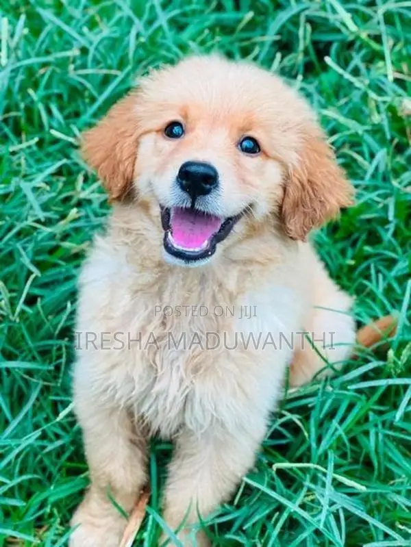 Golden Retriever