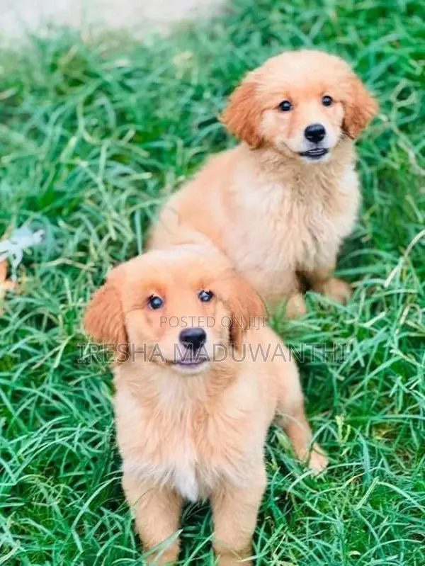 Golden Retriever