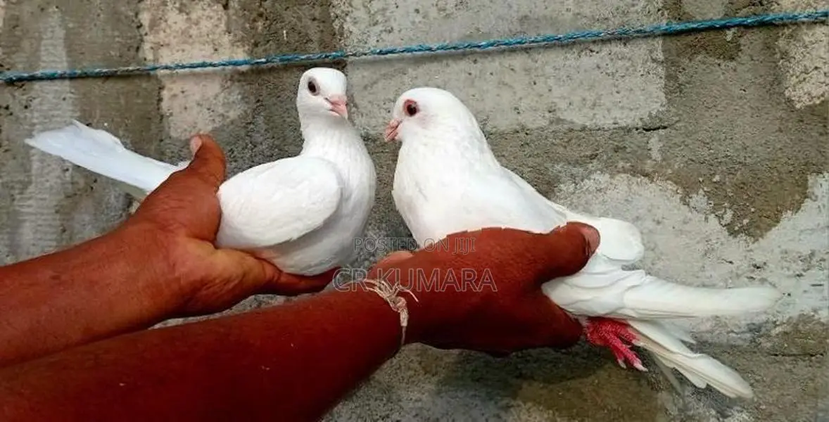 පරවියන්