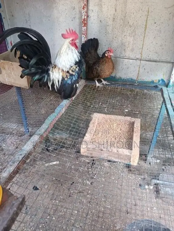 Bantam Chicken