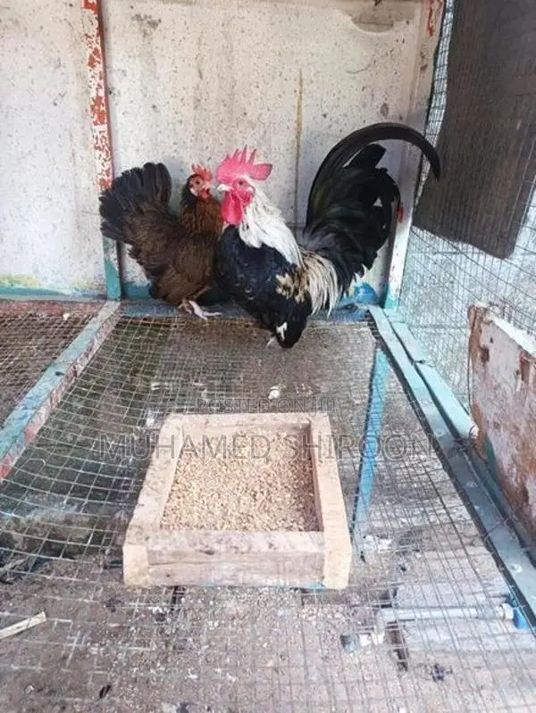 Bantam Chicken
