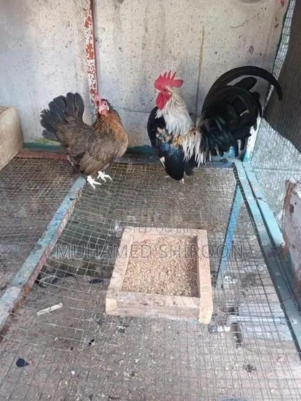 Bantam Chicken