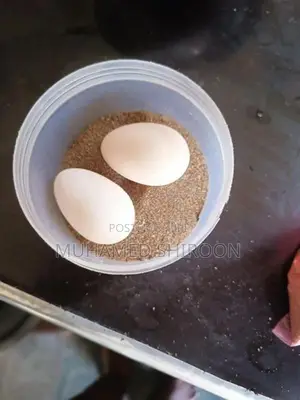 Bantam Chicken