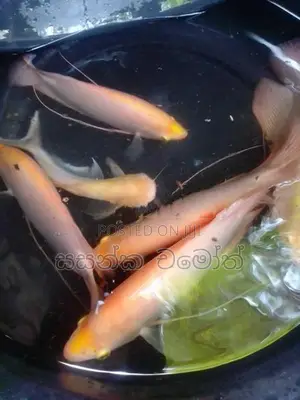 ජෑම් ගුරාමී.(Jam Gurami)