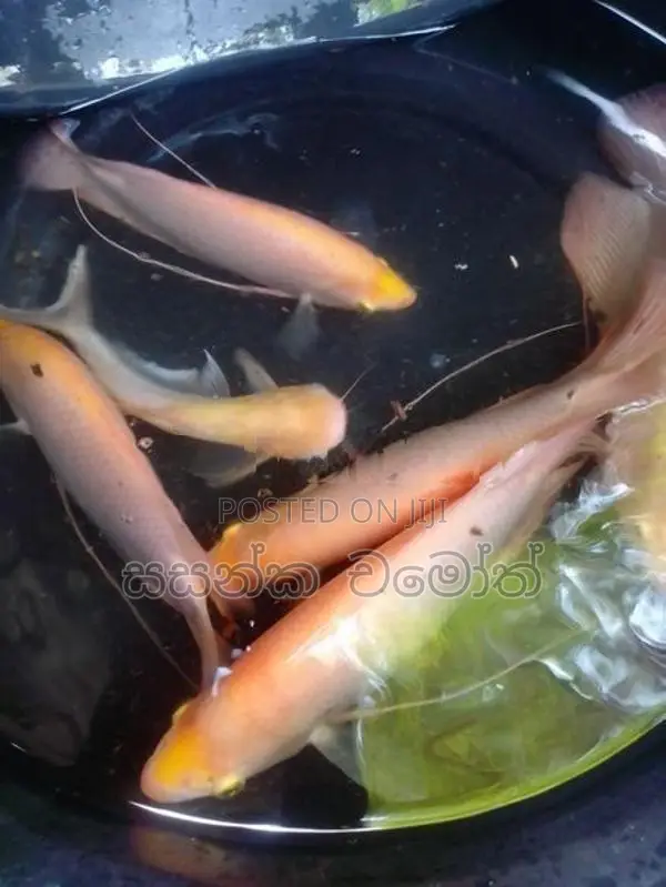 ජෑම් ගුරාමී.(Jam Gurami)