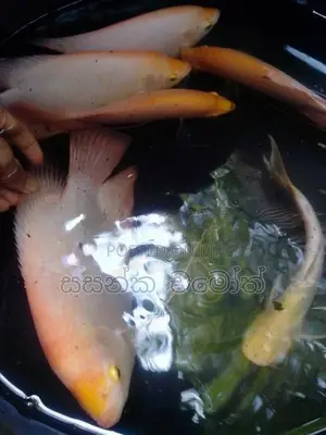ජෑම් ගුරාමී.(Jam Gurami)
