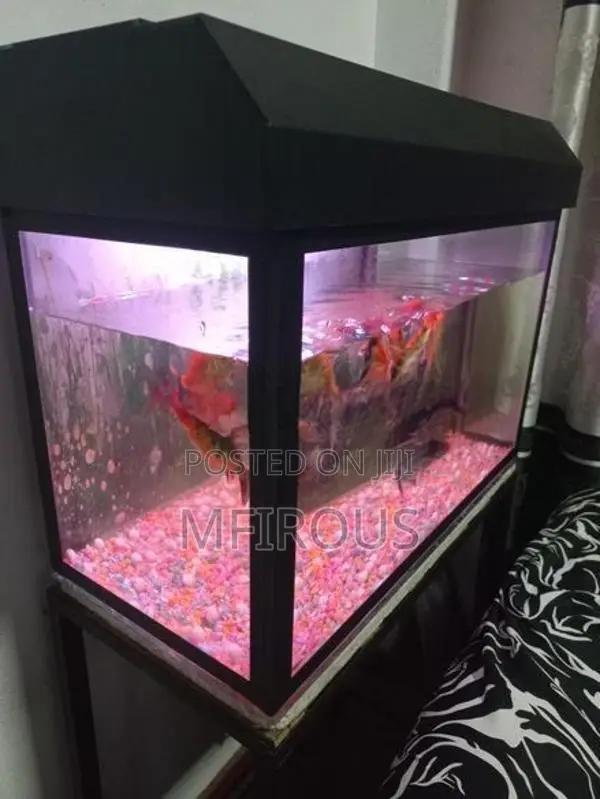Fish With Tank