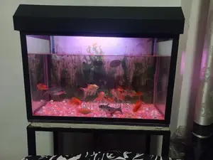 Fish With Tank