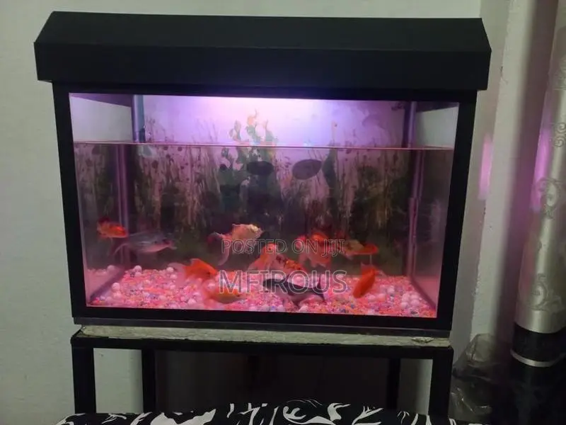 Fish With Tank