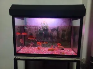 Fish With Tank
