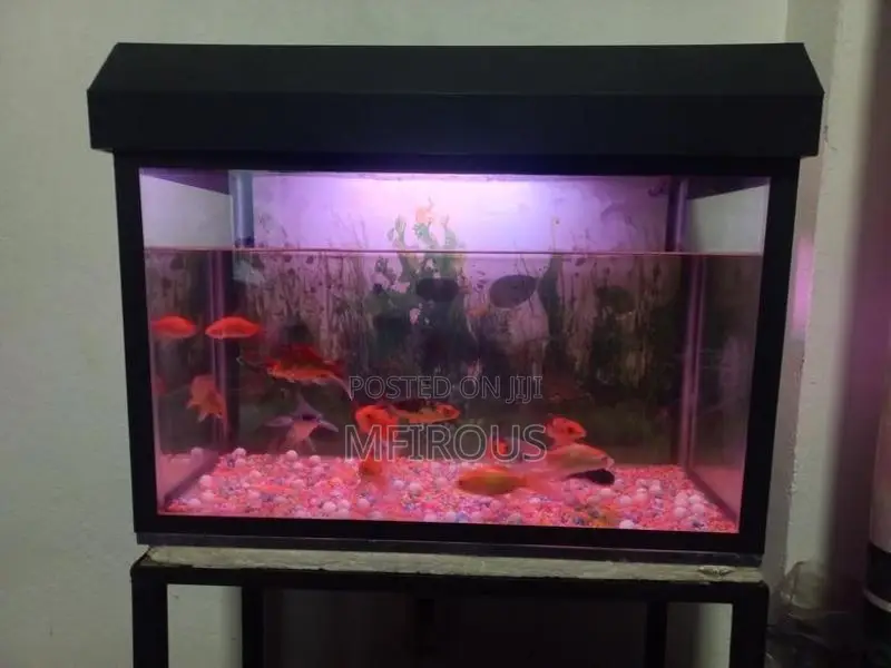 Fish With Tank